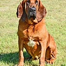 Adopt A Pet :: Bullet - Denton, TX