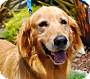 pet photo