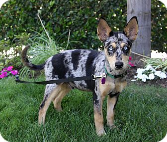 DIMITRI | Adopted Puppy | Newport Beach, CA | Australian Cattle Dog/Siberian Husky Mix