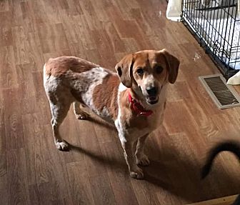 Jetersville, VA - Basenji/Beagle Mix. Meet Tiny Tim a Dog for Adoption.