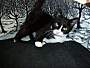 Adopt A Pet :: Oreo Cookie - South Haven, MI
