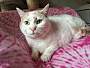 Adopt A Pet :: Landy - Addison, IL