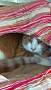 Adopt A Pet :: Poppy - South Haven, MI