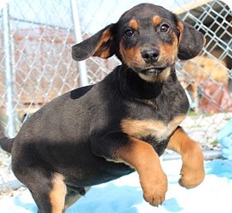 Cornbread | Adopted Puppy | LM | Portland, ME | Black and Tan Coonhound ...