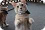 Adopt A Pet :: Prince - Winchester, VA