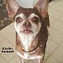 Adopt A Pet :: KINSLEY - Conroe, TX
