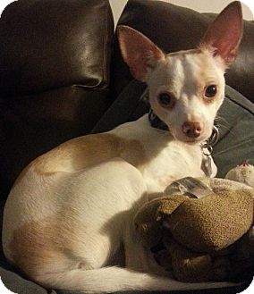 Jordan | Adopted Dog | House Springs, MO | Chihuahua/Rat Terrier Mix