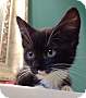 Adopt A Pet :: Morticia - Winchester, VA