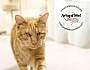 Adopt A Pet :: Jacques - Belton, MO