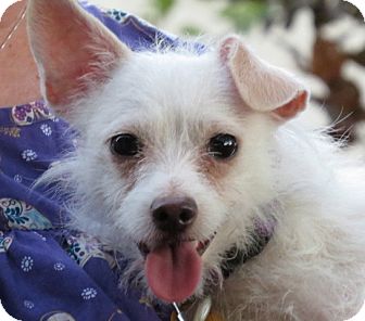 Snow | Adopted Dog | Scottsdale, AZ | Jack Russell Terrier/Westie, West ...