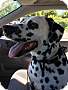 Adopt A Pet :: Opal - Oakland, MI