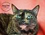 Adopt A Pet :: Aimee - Belton, MO
