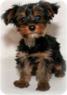 Twitter | Adopted Puppy | Buckeye Lake, OH | Yorkie, Yorkshire Terrier ...