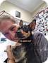 Adopt A Pet :: Lana - Gilbert, AZ