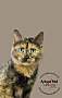Adopt A Pet :: Zaria - Belton, MO