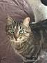 pet photo