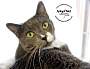 Adopt A Pet :: Violet - Belton, MO