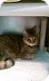 Adopt A Pet :: Clover - South Haven, MI