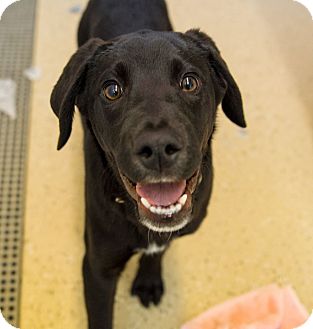 Theodore | Adopted Puppy | Seville, OH | Great Dane/Great Pyrenees Mix