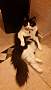 pet photo