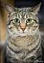 Adopt A Pet :: Gia - Belton, MO