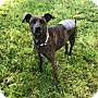 Adopt A Pet :: Sheba - Sacramento, CA