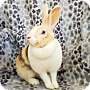Adopt A Pet :: Penelope - Oakland, CA