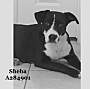 Adopt A Pet :: SHEBA - Conroe, TX