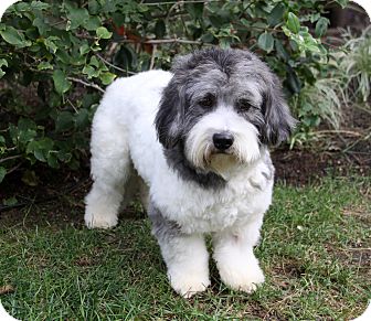 KARLY | Adopted Dog | Newport Beach, CA | Tibetan Terrier ...