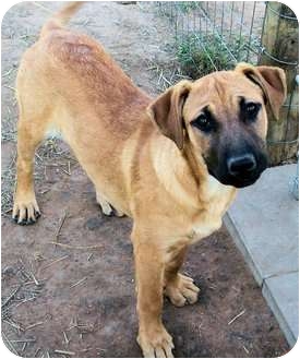 Black Mouth Cur Dog For Sale Texas Black Mouth Cur Dog For Sale Texas