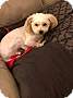 Adopt A Pet :: Winston - Raleigh, NC