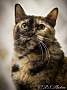 Adopt A Pet :: Maggie Magpie - Belton, MO