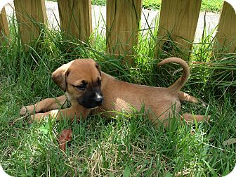Shana's puppies | Adopted Puppy | Richmond, VA | Boxer ...