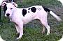 Adopt A Pet :: Princess - Simi Valley, CA