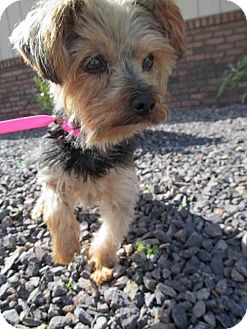 4lb yorkie sassy 4 lb yorkie adopted 9133727 newburgh in yorkie terrier 4lb yorkie sassy 4 lb yorkie adopted 9133727 newburgh in yorkie terrier