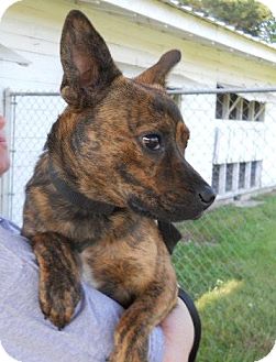 Pilot | Adopted Dog | Saint Augustine, FL | Australian Cattle Dog