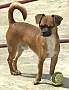Adopt A Pet :: Timmy - Costa Mesa, CA