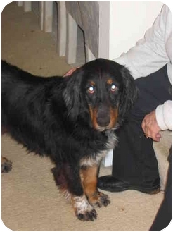 Bailey | Adopted Dog | Atlanta, GA | Bernese Mountain Dog/Basset Hound Mix