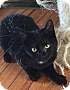 Adopt A Pet :: Petey - Massapequa, NY