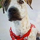 Adopt A Pet :: Chuck Norris - Denton, TX