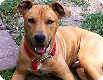 Redmann | Adopted Puppy | Humble, TX | Rhodesian Ridgeback/Pit Bull ...