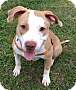 Adopt A Pet :: Lizzy - in foster - South Haven, MI