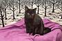 Adopt A Pet :: Blackie - South Haven, MI