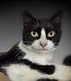 Adopt A Pet :: Jacqueline - Belton, MO