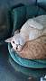 Adopt A Pet :: Kovu - South Haven, MI