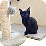 Adopt A Pet :: Wednesday - Winchester, VA
