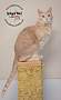 Adopt A Pet :: Austin - Belton, MO