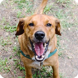 Brownie | Adopted Dog | 3480 | Houston, TX | Beagle/Golden Retriever Mix