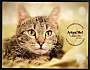 Adopt A Pet :: Cady - Belton, MO