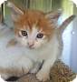 Adopt A Pet :: Blue Moon - Oakland, MI